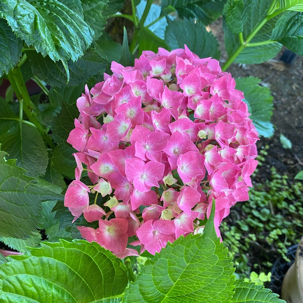 Meet your Posher, Kristin